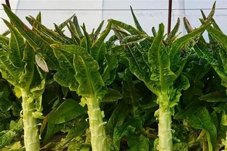 用多菌灵多久能用生根粉 多菌灵使用注意事项