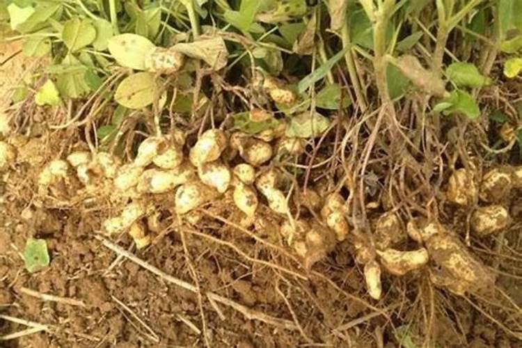 花生后期追肥使用什么肥料