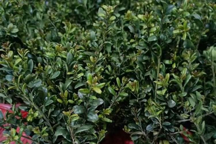 冬青移植后多久施肥