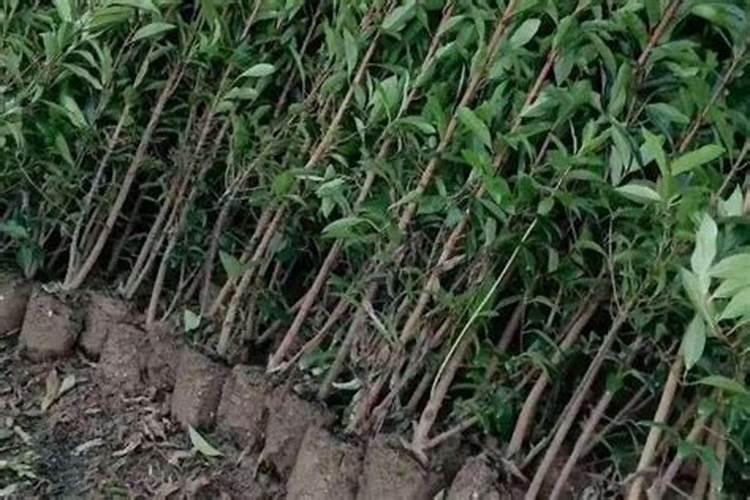 冬青栽了十天后,能施肥吗？