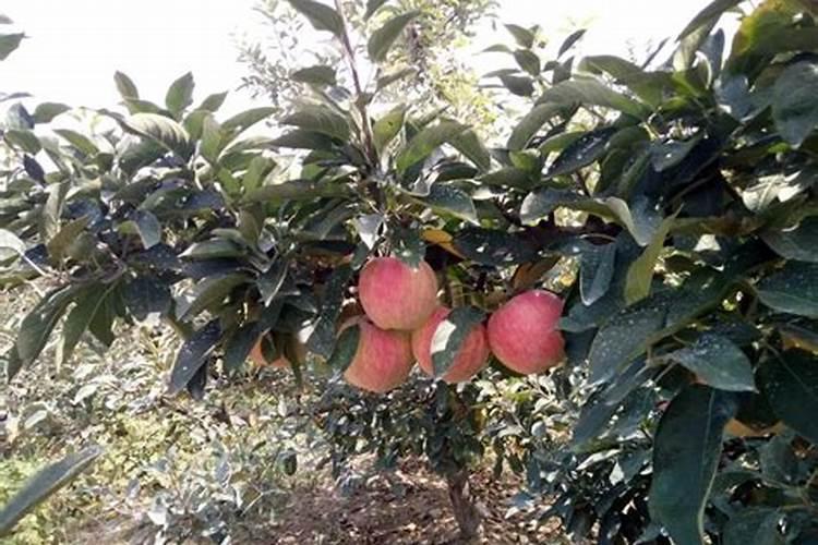 果树什么时候施肥好 果树施肥方法