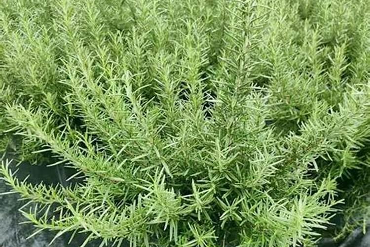 迷迭香怎么施肥,详解迷迭香施肥步骤