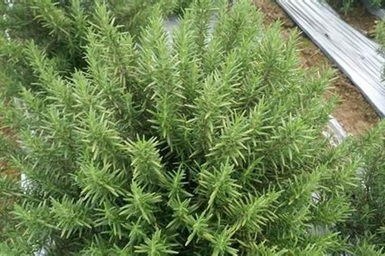 迷迭香叶片卷曲原因