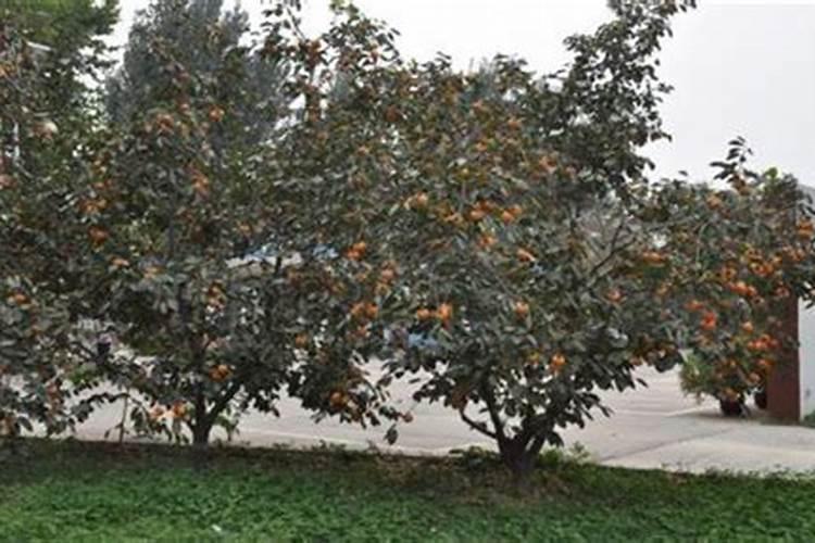 柿子树施肥时间和方法 柿子树哪时候施肥最好