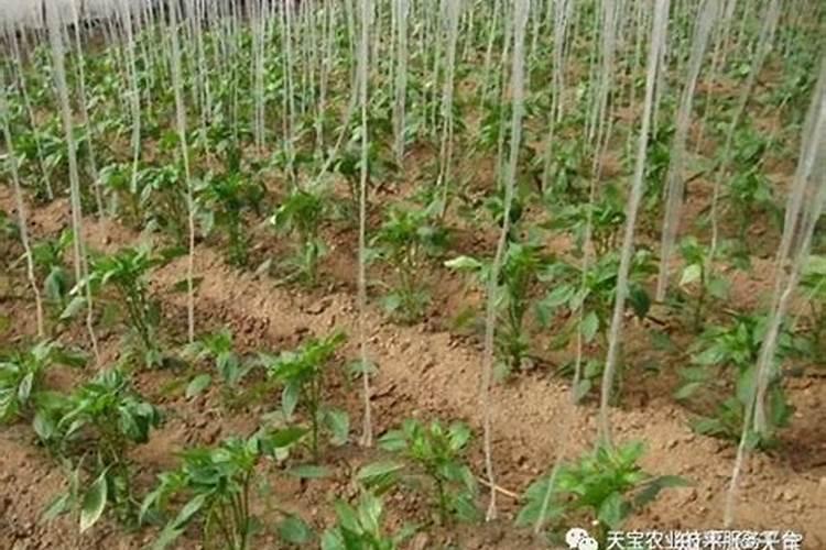 辣椒追肥的正确方法