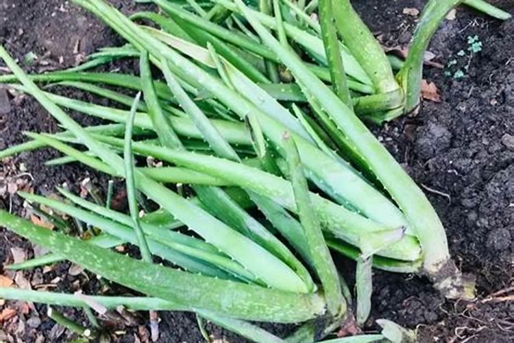 芦荟用什么肥料长的快