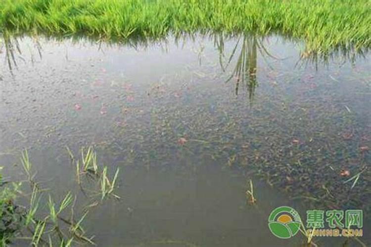 关于水藻球的几个问题