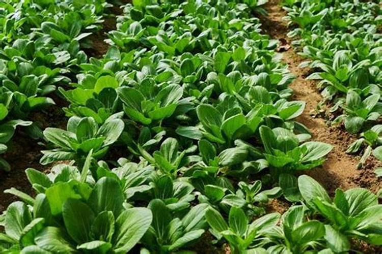 种菜施肥用什么水溶肥料好？