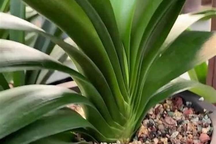 怎么给花补氮肥