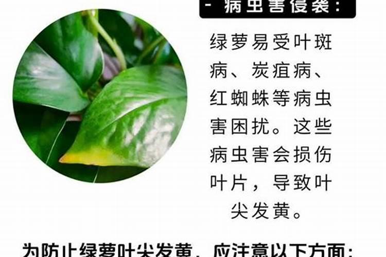 怎么给花补氮肥