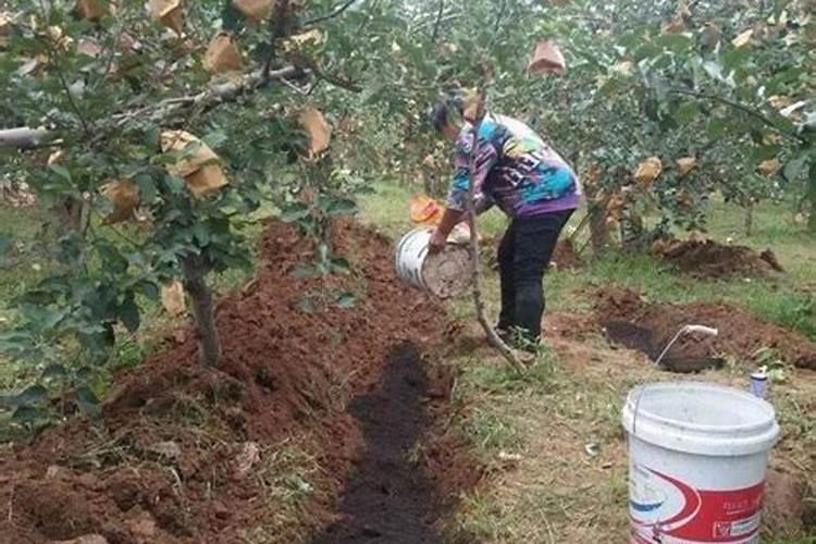 果树想要开花坐果多用磷酸二氢钾多少克