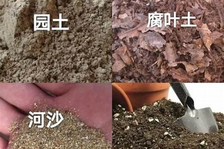 养长寿花有“5大忌”,新手养不好,关键就在这里