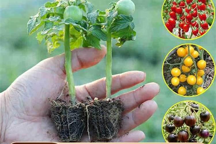 钾肥是指哪些肥料