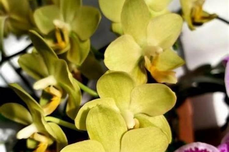 墨兰什么时候发芽