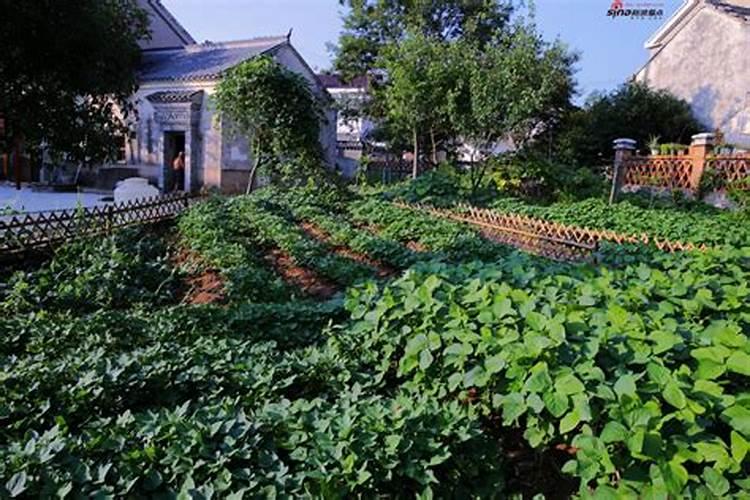 种菜用尿素还是复合肥