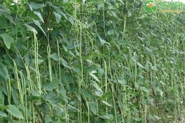 豇豆是忌氯作物吗