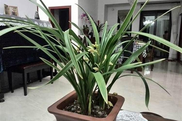 兰花夏天怎么养,该用什么肥料？