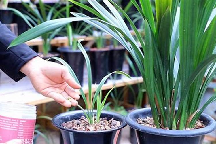 兰花什么肥料最好用  种兰花用什么肥料最好