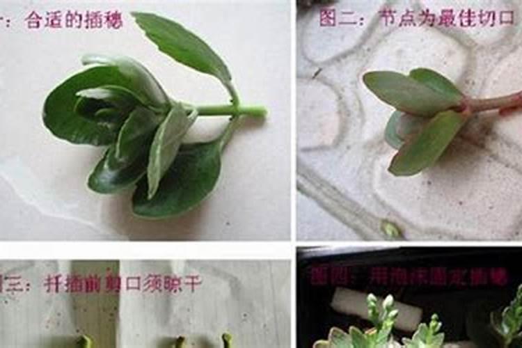小棵长寿花好养吗？小棵长寿花养殖方法