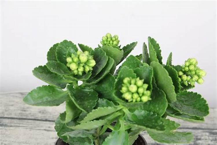 养了2年多的长寿花,家里老人劝我赶紧扔掉,原因其实不难理解