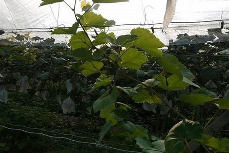 如何膨果快早卖钱