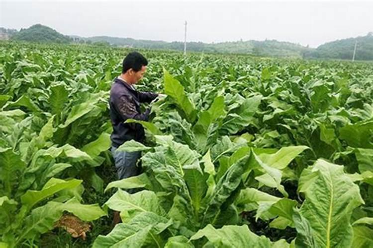 种烤烟用什么肥料好？