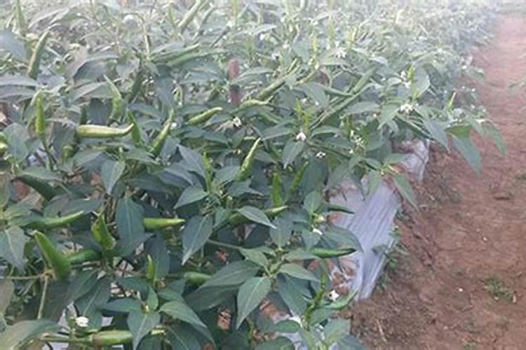 辣椒生长需要什么肥料