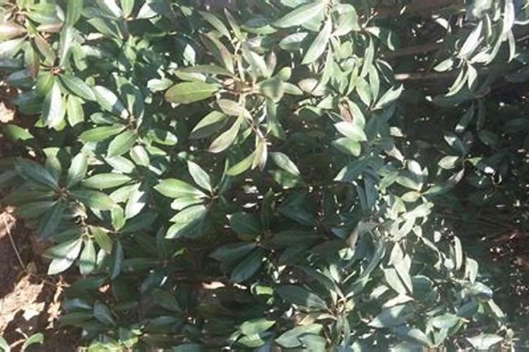 枇杷树每年分几个阶段施肥,每一个阶段该施什么肥？