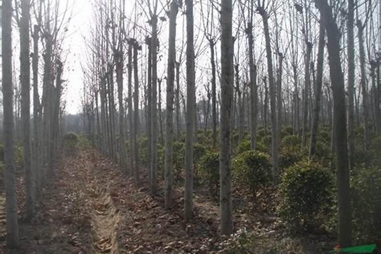 枇杷树什么时候施肥