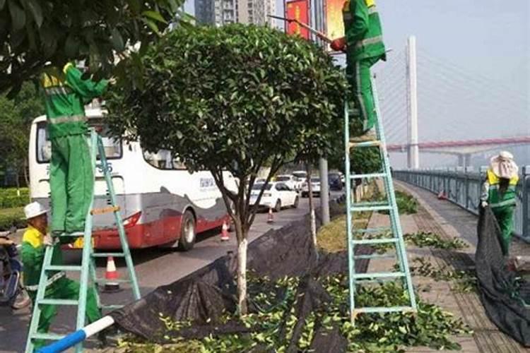 枇杷树施什么肥最好