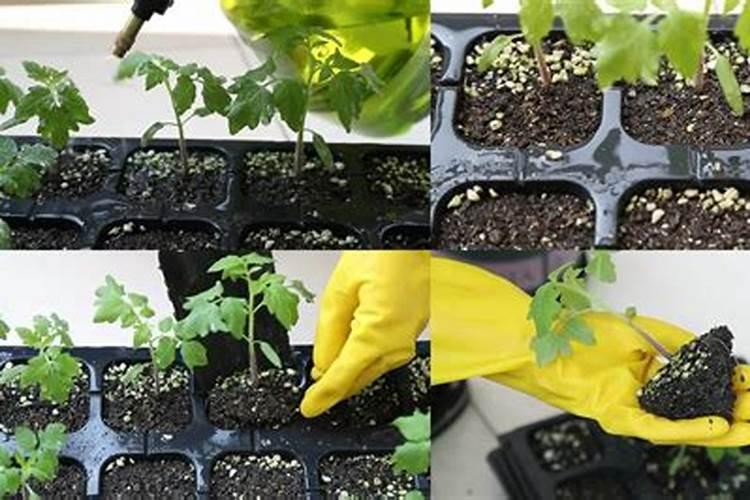 圣女果苗期喷洒叶面肥过量会怎样？