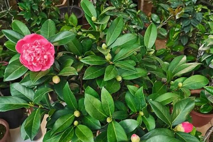 促进茶花开花施什么肥(茶花开花期间施什么肥最好)