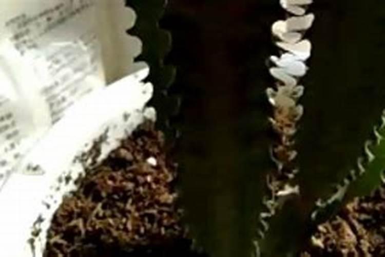 龙骨花的养殖方法