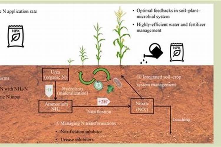 如何识别几种蔬菜施肥过量所引起的生理病害