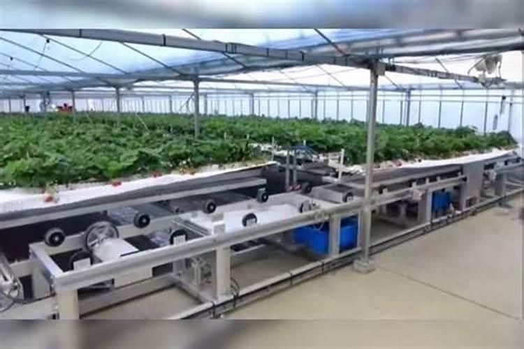 草莓各个时期的施肥方案 什么时候冲高磷肥