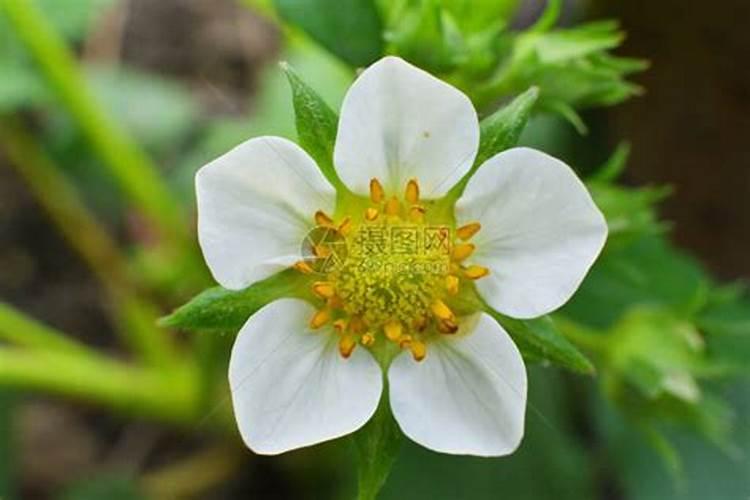 草莓各个时期的施肥方案 什么时候冲高磷肥