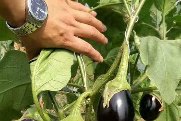 养殖水体亚硝酸盐高怎么办