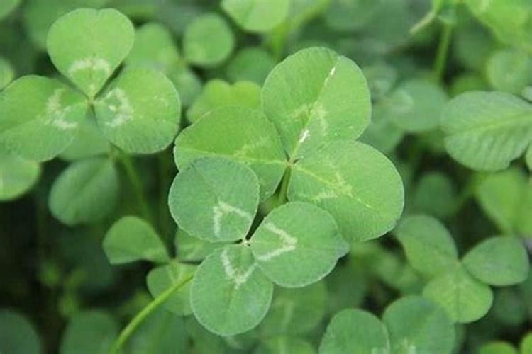 高氮高钾复合肥有哪些