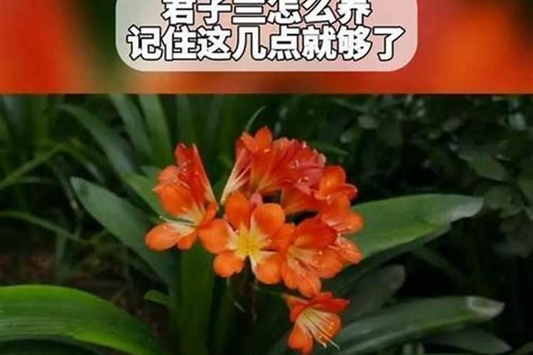 家养君子兰氮磷钾如何采用