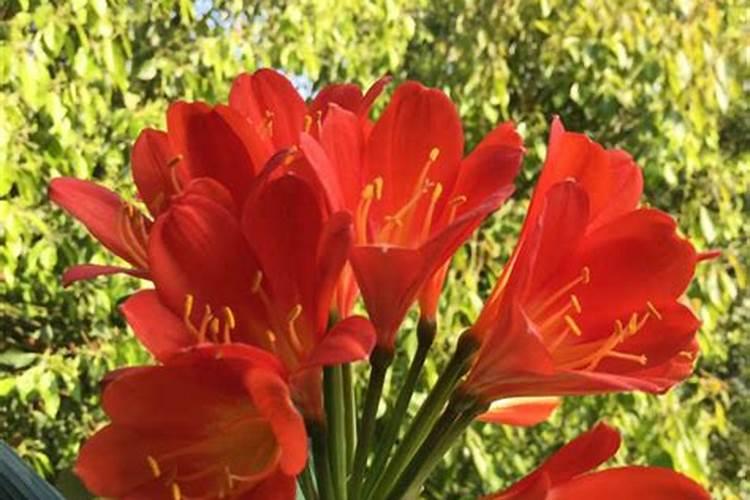 月季用什么生根剂快速长根