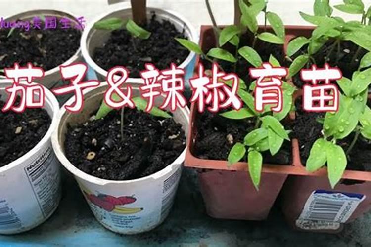 辣椒茄子施什么肥料