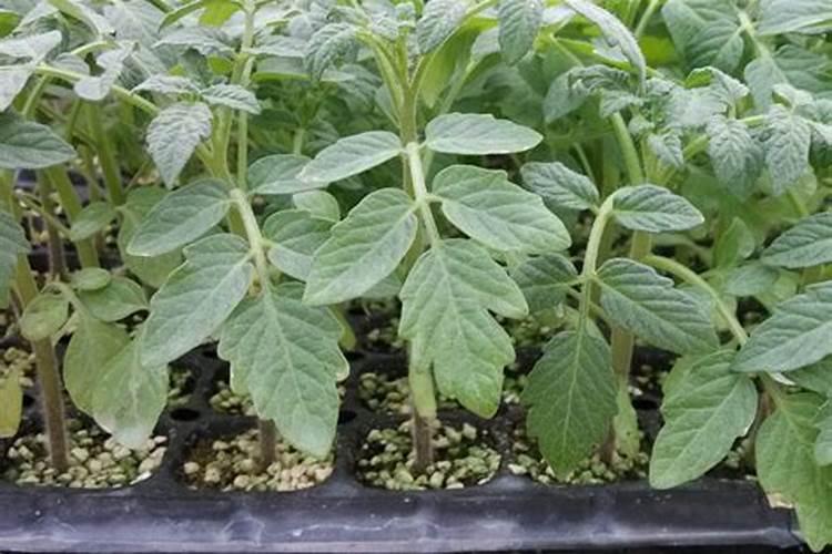 辣椒茄子施什么肥料