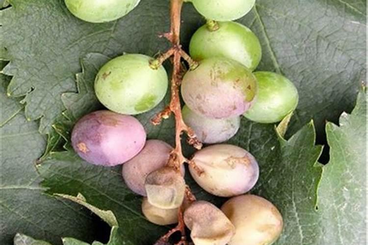 达成葡萄脱青转色的最佳举措是什么