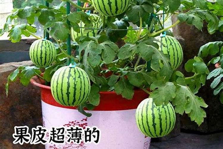 西瓜施什么肥料最甜