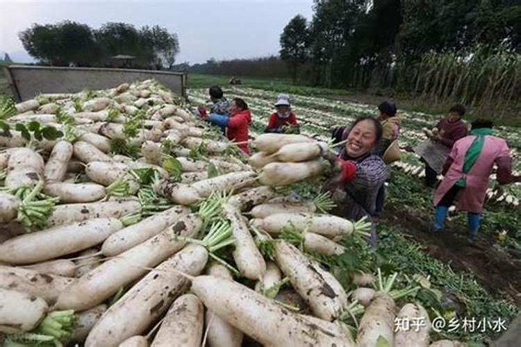 萝卜膨大期施什么肥 萝卜膨大期施什么肥为好