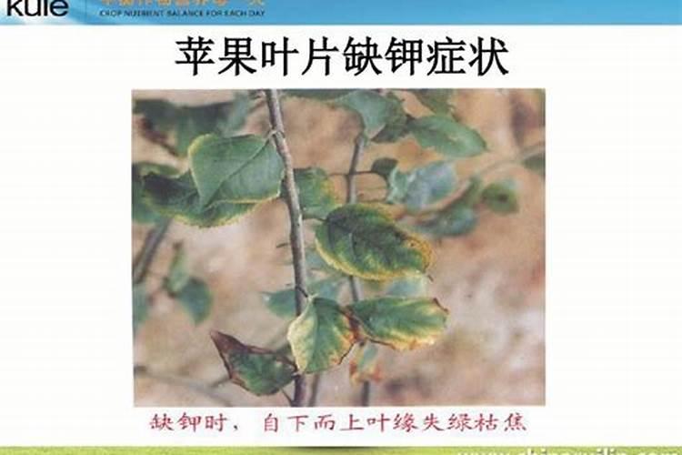 国光沃克瑞17一17一17平衡行冲施苦瓜25斤后叶片萎焉是怎么回事？百度...