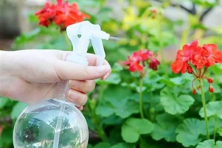 用了磷酸二氢钾叶面肥后第二天可以页面用水浇花吗？