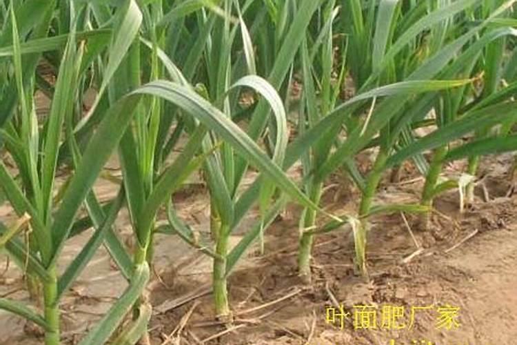 苹果树开春如何施肥好？需要注意什么？