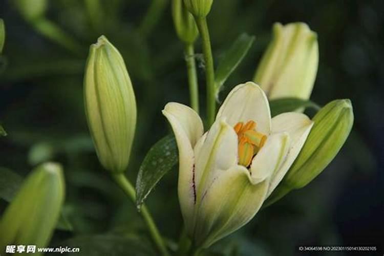 百合开花了怎么处理