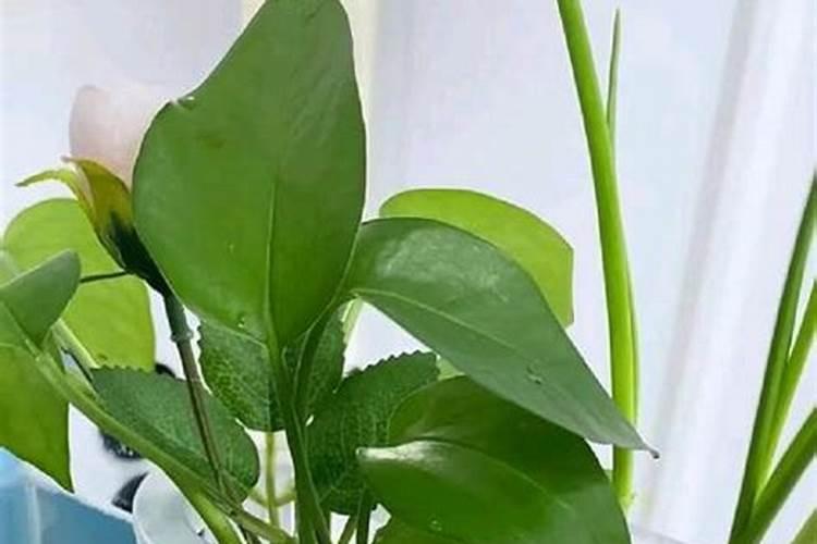 水养吊兰用什么肥